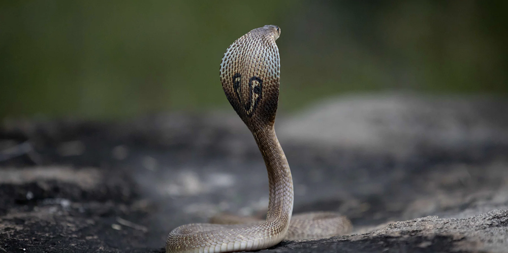 5 cách phân biệt rắn không độc và rắn có độc để đề phòng trong mùa hè - ảnh 3