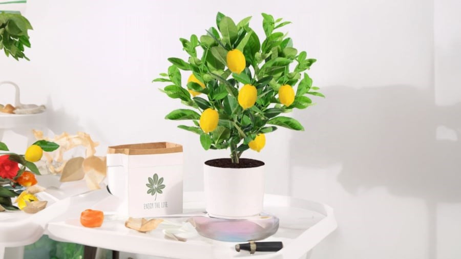 7 lý do tại sao gia đình nào cũng nên trồng ít nhất 1 cây chanh - ảnh 2