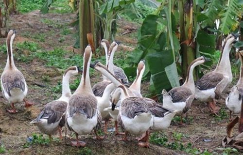 6 thứ khiến rắn vừa thấy là “cao chạy xa bay”, nhà nào cũng nên có - ảnh 3