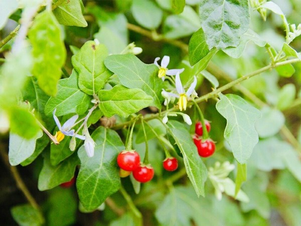 6 thứ khiến rắn vừa thấy là “cao chạy xa bay”, nhà nào cũng nên có - ảnh 6