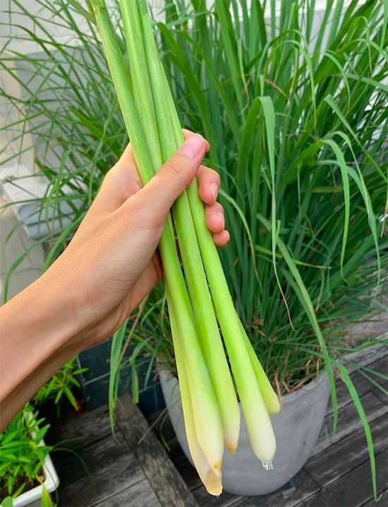 6 thứ khiến rắn vừa thấy là “cao chạy xa bay”, nhà nào cũng nên có - ảnh 4