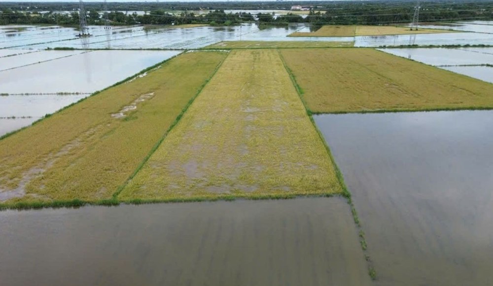 Cà Mau khắc phục 6.860ha lúa hè thu bị ngập do mưa lớn kéo dài - ảnh 2