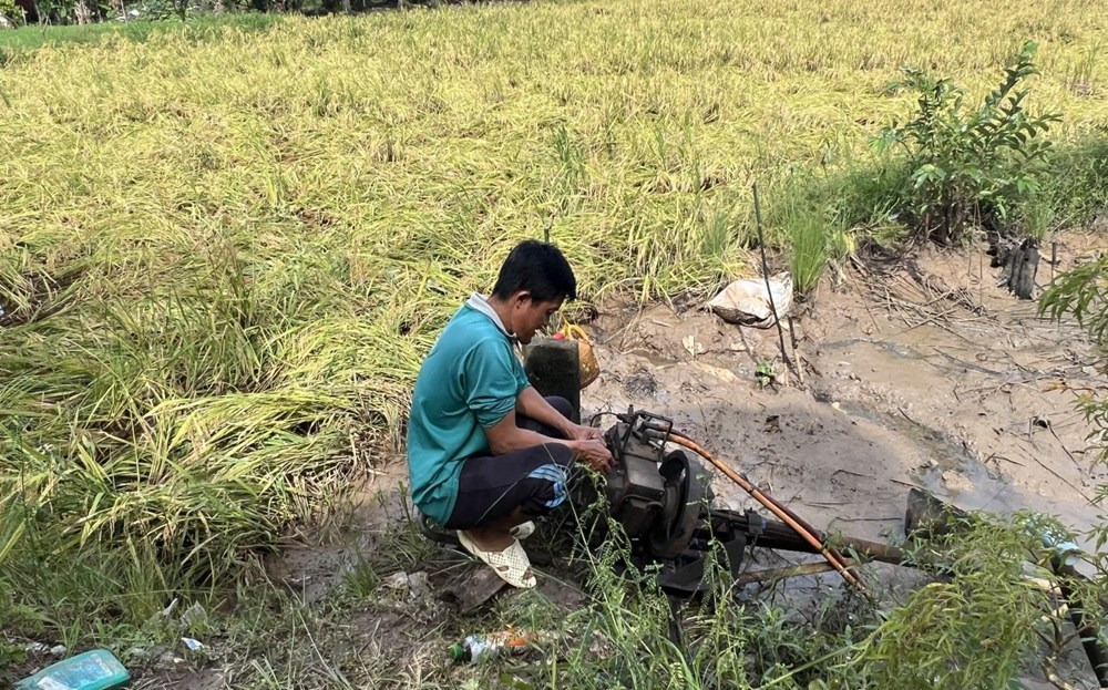 Cà Mau khắc phục 6.860ha lúa hè thu bị ngập do mưa lớn kéo dài - ảnh 4