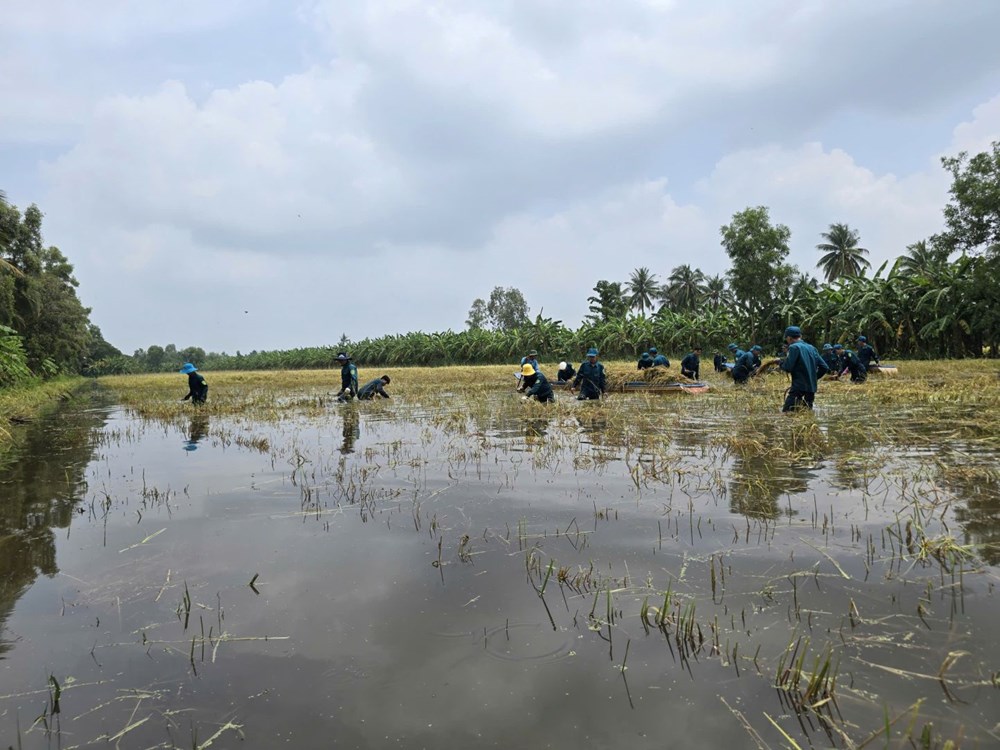 Cà Mau: Mưa lớn làm ngập 21.138ha lúa, các ngành chức năng khẩn trương khắc phục  - ảnh 1