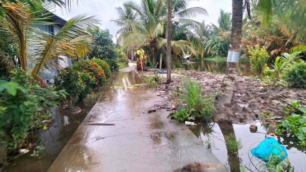 Cà Mau: Mưa lớn làm ngập 21.138ha lúa, các ngành chức năng khẩn trương khắc phục  - ảnh 3