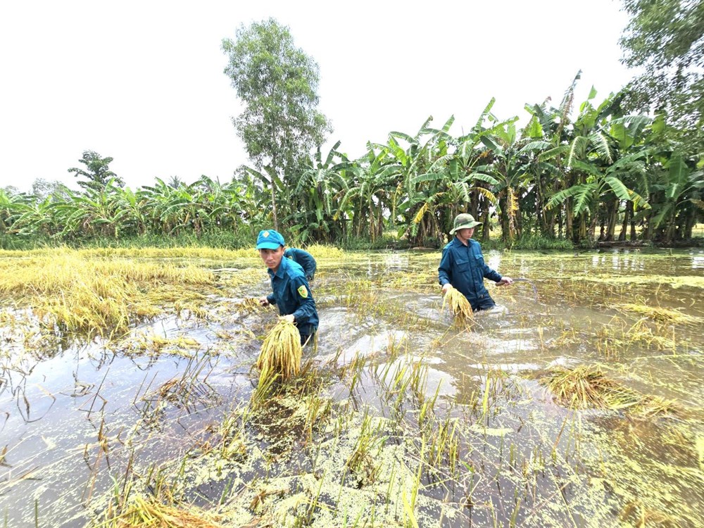 Cà Mau: Mưa lớn làm ngập 21.138ha lúa, các ngành chức năng khẩn trương khắc phục  - ảnh 2