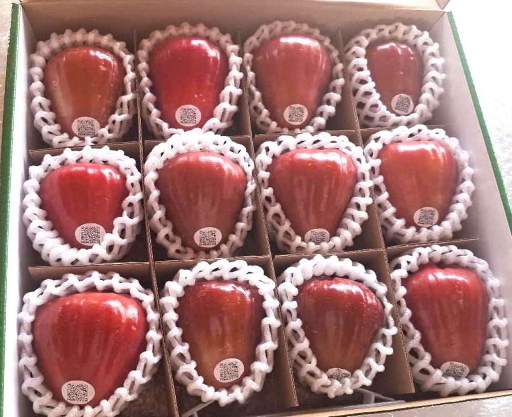 Thích thú với vườn mận hồng Sân Tiên thu về hàng chục tỉ đồng mỗi năm ở xứ Cù Lao Dung - ảnh 4