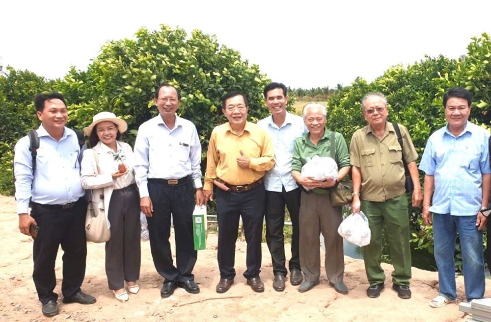 Thích thú với vườn mận hồng Sân Tiên thu về hàng chục tỉ đồng mỗi năm ở xứ Cù Lao Dung - ảnh 6