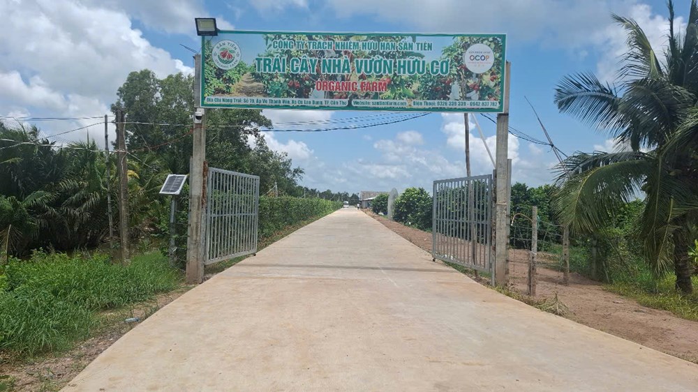 Thích thú với vườn mận hồng Sân Tiên thu về hàng chục tỉ đồng mỗi năm ở xứ Cù Lao Dung - ảnh 5
