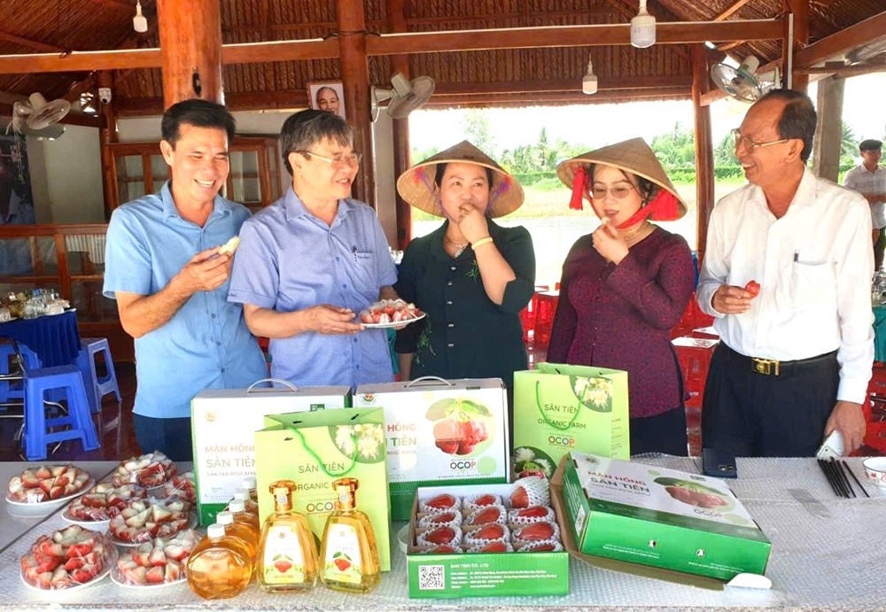 Thích thú với vườn mận hồng Sân Tiên thu về hàng chục tỉ đồng mỗi năm ở xứ Cù Lao Dung - ảnh 7