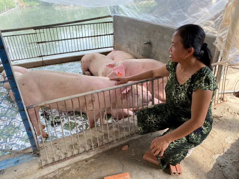 ĐBSCL khẩn cấp phòng, chống bệnh dịch tả heo châu Phi đang lan rộng - ảnh 3