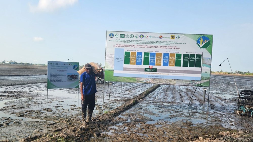 Nhiều phụ nữ và đồng bào dân tộc thiểu số được hưởng lợi từ dự án lúa gạo bền vững ở ĐBSCL - ảnh 4