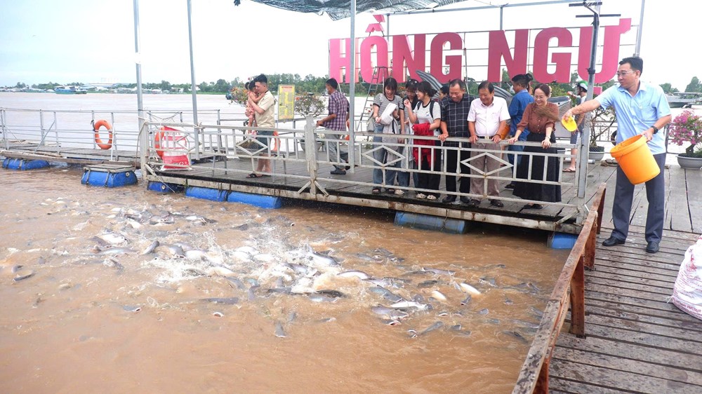 Đồng Tháp “biến” khu bảo tồn cá tự nhiên với số lượng lớn, thành điểm du lịch  - ảnh 1