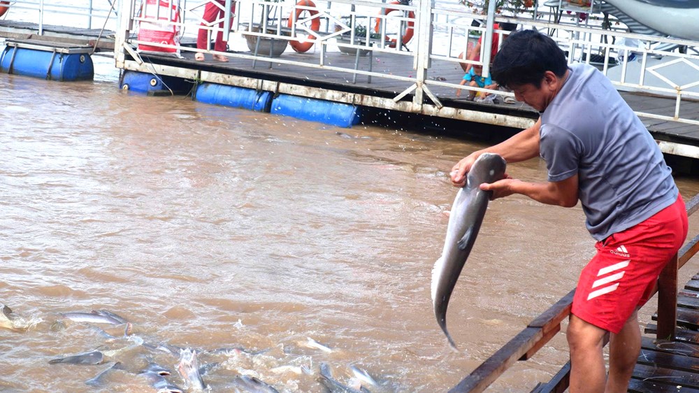 Đồng Tháp “biến” khu bảo tồn cá tự nhiên với số lượng lớn, thành điểm du lịch  - ảnh 8