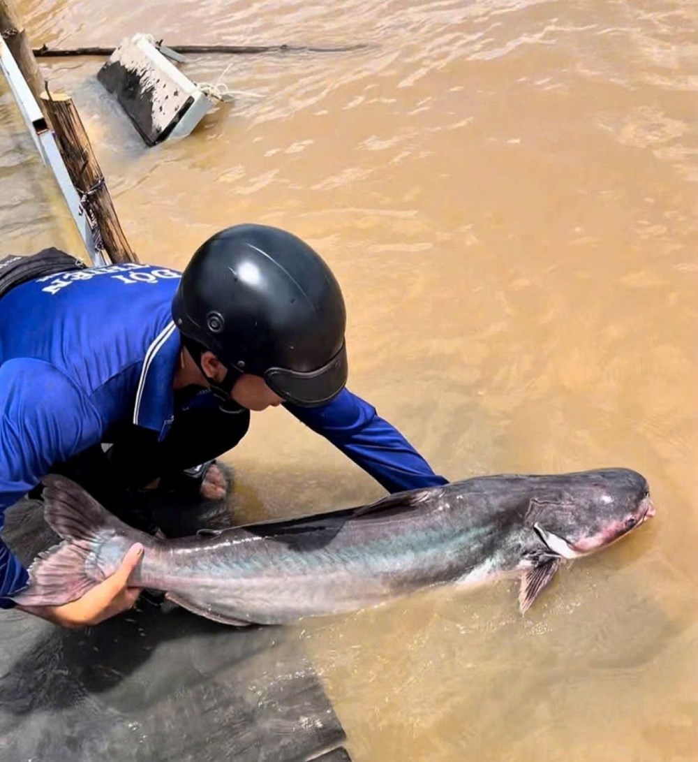 Đồng Tháp “biến” khu bảo tồn cá tự nhiên với số lượng lớn, thành điểm du lịch  - ảnh 4