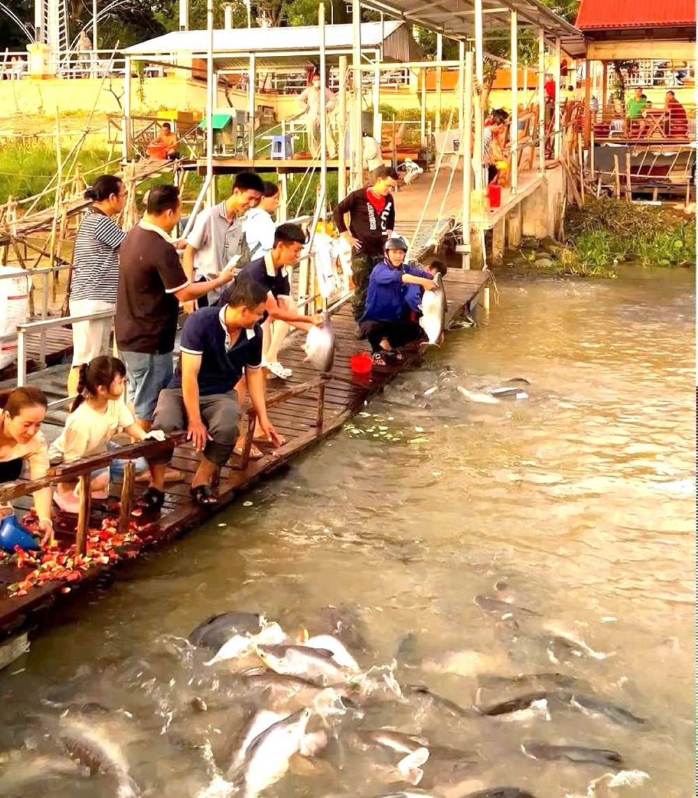 Đồng Tháp “biến” khu bảo tồn cá tự nhiên với số lượng lớn, thành điểm du lịch  - ảnh 2