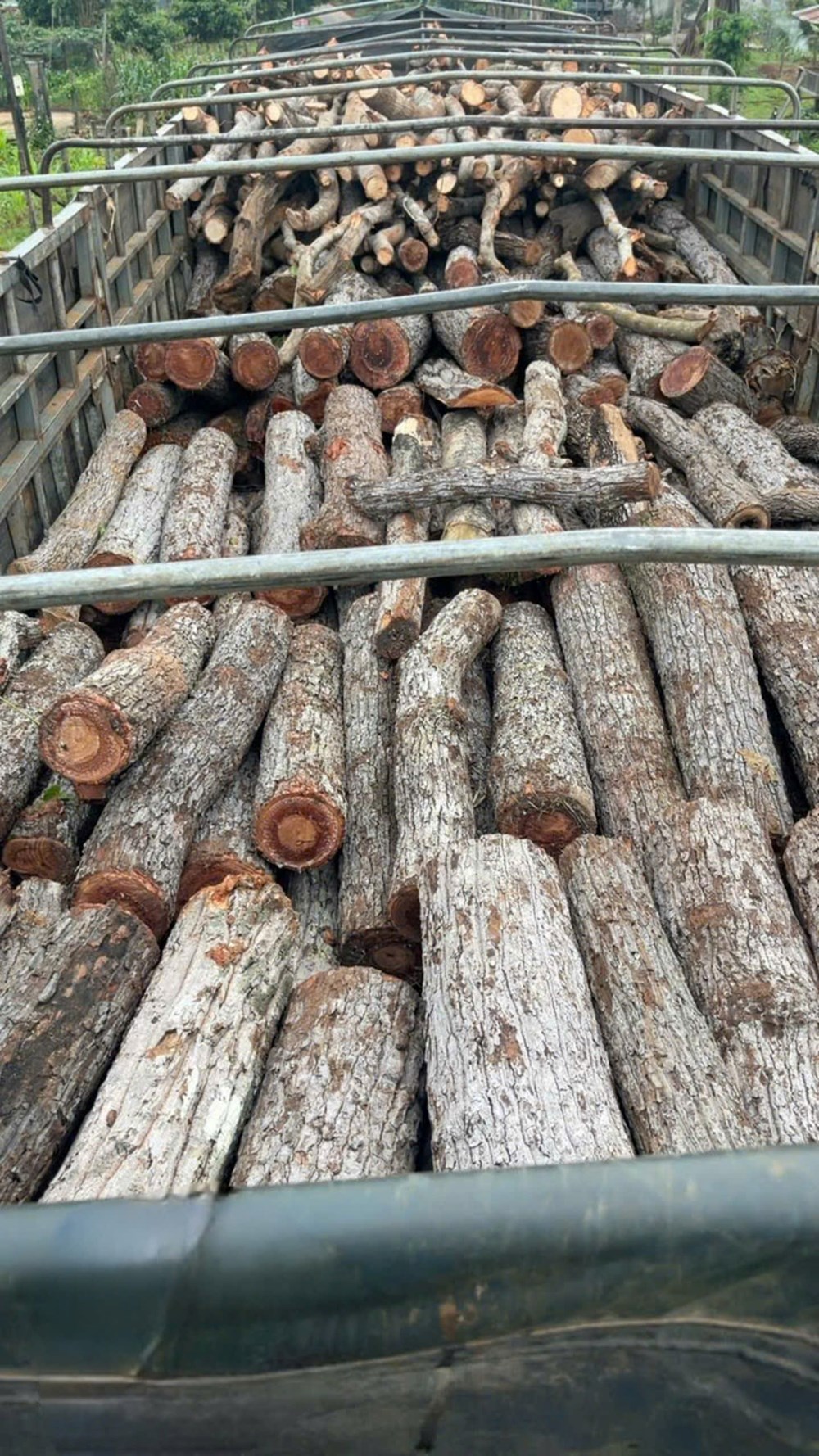 Gia Lai: Tạm giữ xe chở gỗ rừng trái phép - ảnh 2