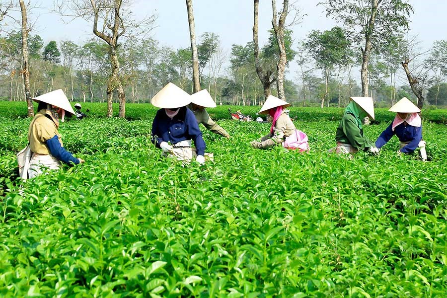 Doanh nghiệp bảo đúng, cơ quan chức năng nói sai - ảnh 3