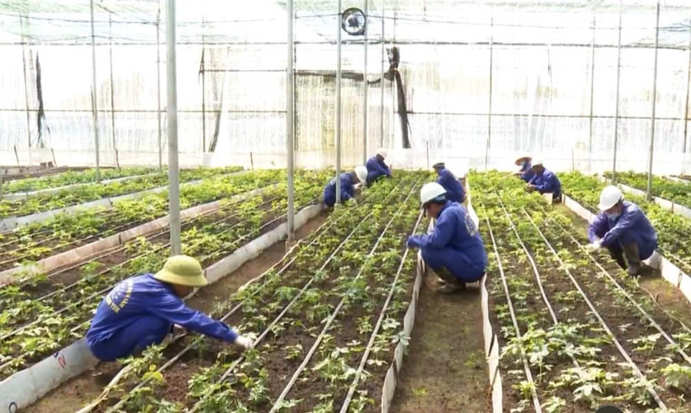 UBND tỉnh Kon Tum chỉ đạo nóng kiểm tra vụ cấp mã vùng sâm Ngọc Linh - ảnh 4