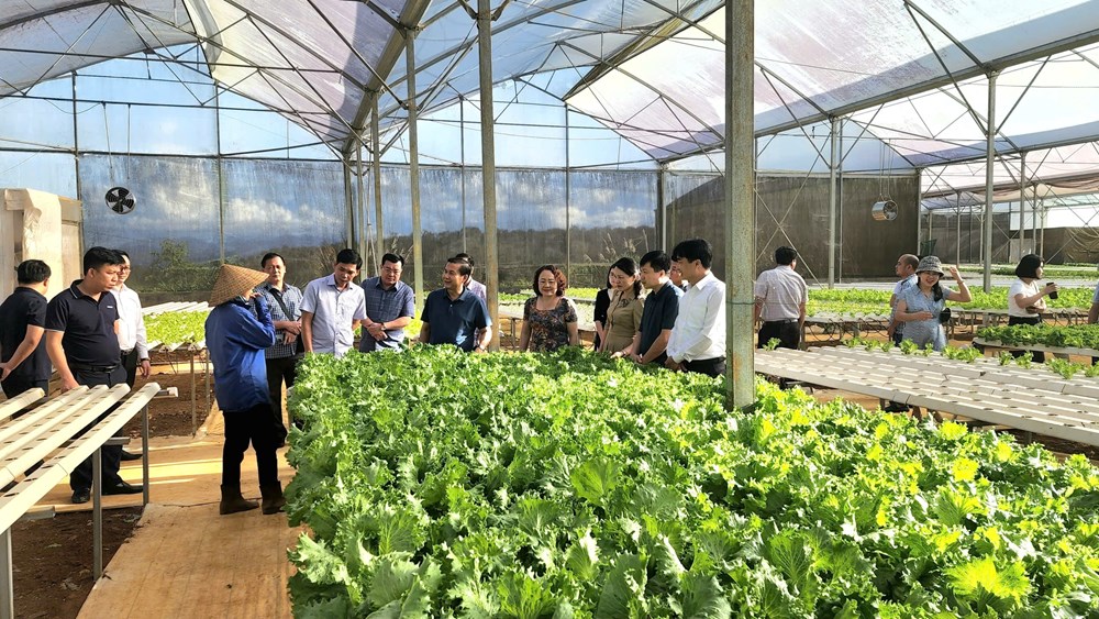 Xã Măng Đen đẩy mạnh liên kết sản xuất, tiêu thụ nông sản - ảnh 3