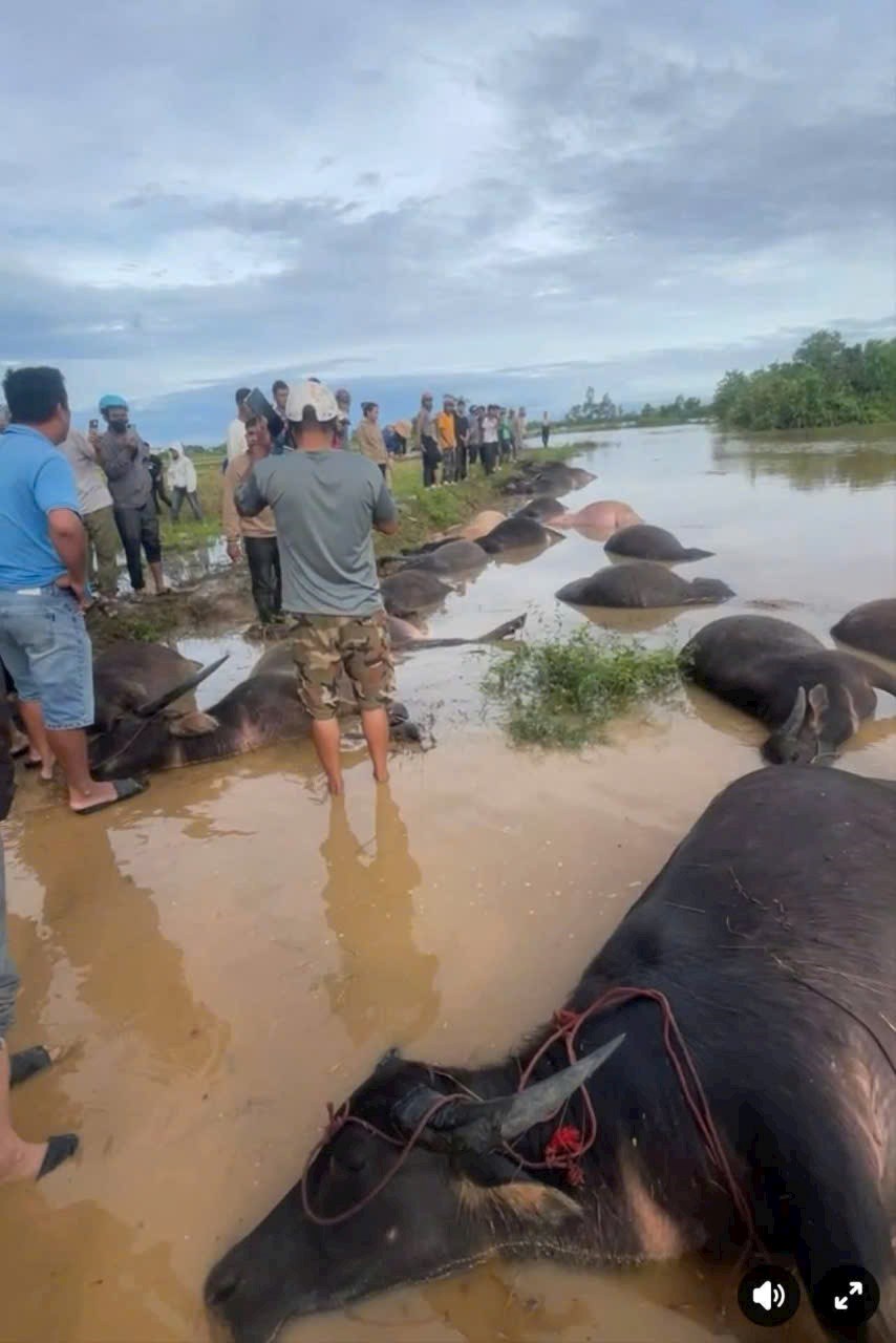 Đắk Lắk: 23 con trâu bị ngạt nước do mưa lớn sau bão số 13 - ảnh 1