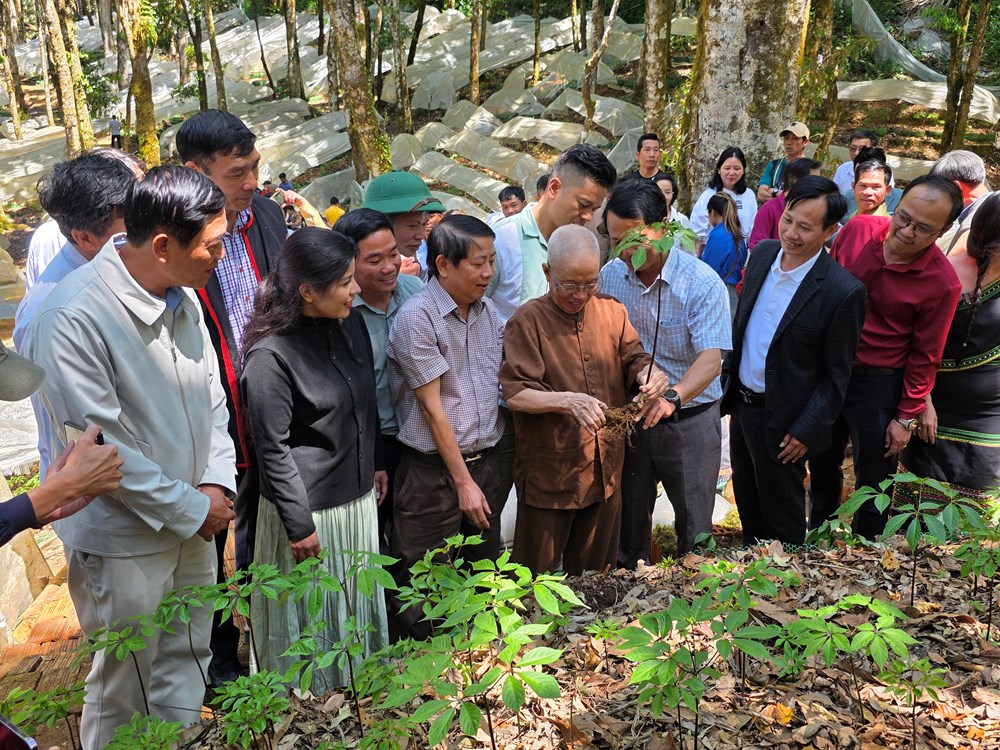 Quảng Ngãi: Trao “vốn quý” sâm Ngọc Linh, tiếp lửa khởi nghiệp cho thanh niên vùng cao - ảnh 2