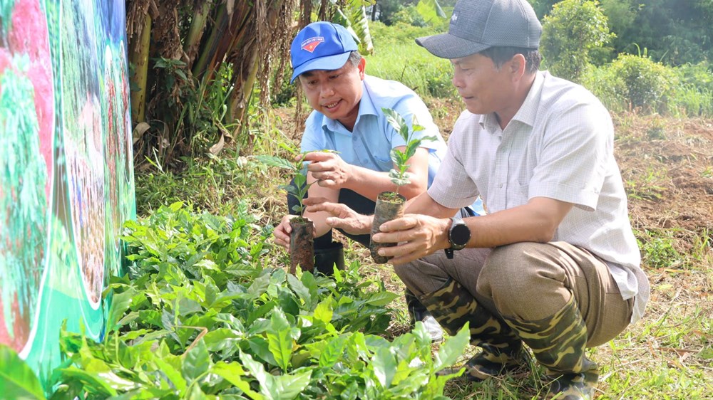 Từ “Đại hội không hoa” đến khát vọng xây dựng thương hiệu cà phê đặc sản Tu Mơ Rông - ảnh 3