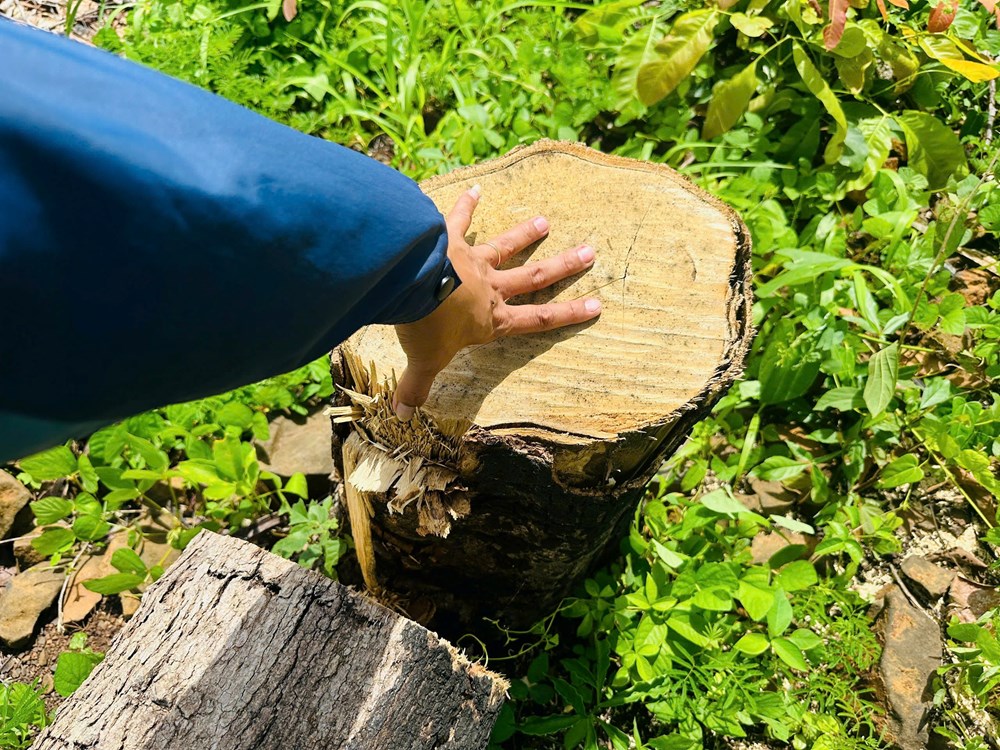 Rừng Công ty TNHH Lâm nghiệp Buôn Ja Vầm liên tục “chảy máu“ - ảnh 4