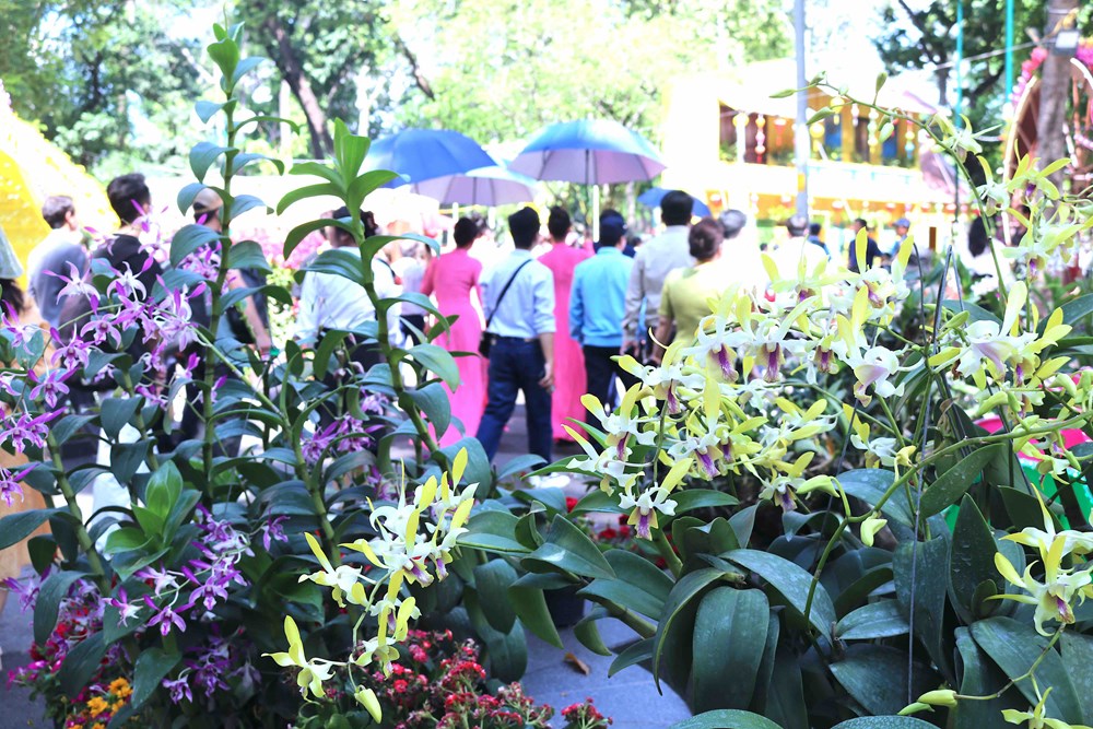 TP.HCM: Khai mạc Festival hoa lan lần 3 năm 2025 - ảnh 7