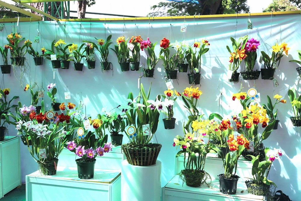TP.HCM: Khai mạc Festival hoa lan lần 3 năm 2025 - ảnh 10