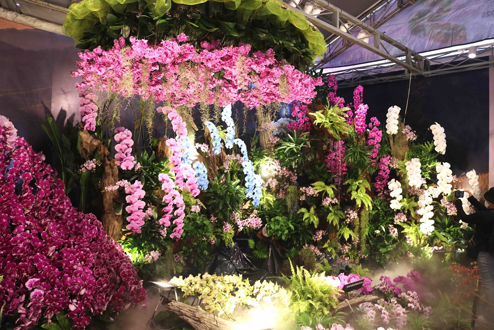 TP.HCM: Khai mạc Festival hoa lan lần 3 năm 2025 - ảnh 18