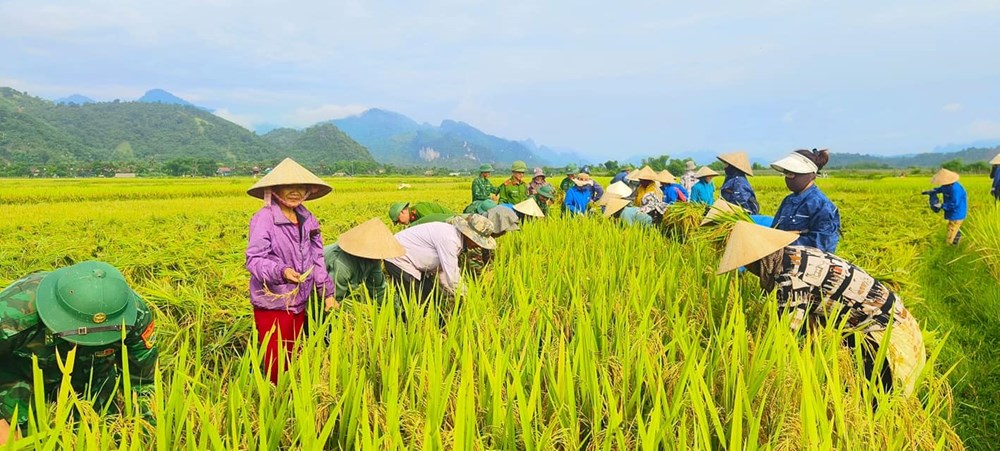 “Mùa vàng” trên cánh đồng Mường Quạ - ảnh 1