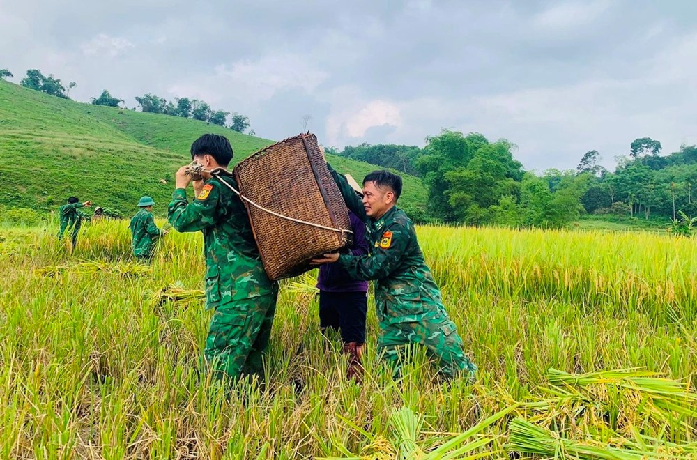 “Mùa vàng” trên cánh đồng Mường Quạ - ảnh 2