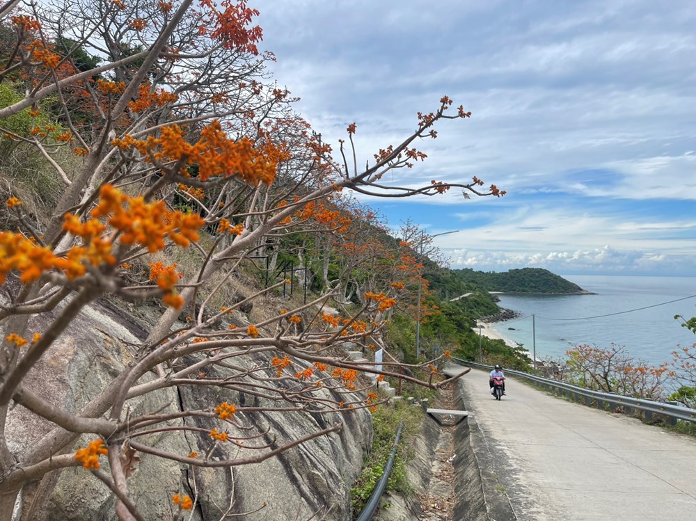 Rộn ràng mùa hoa ngô đồng đỏ - ảnh 2