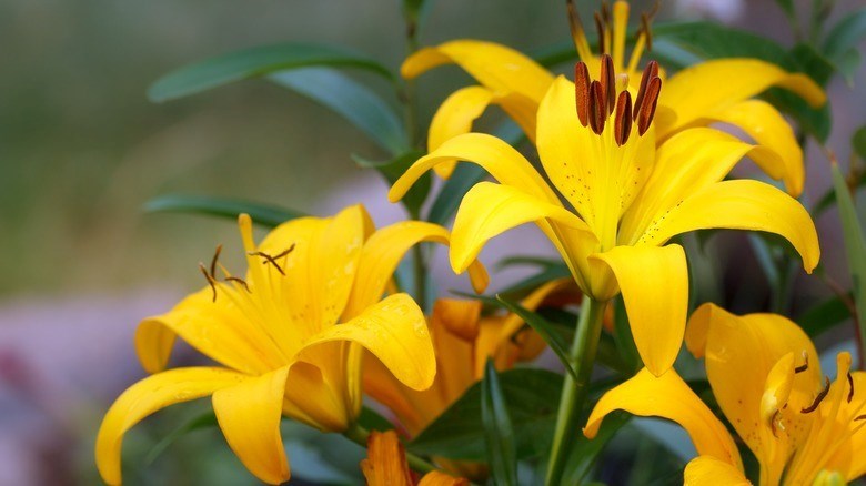 Cách trồng hoa lily để nở hoa rực rỡ mỗi mùa hè - ảnh 1