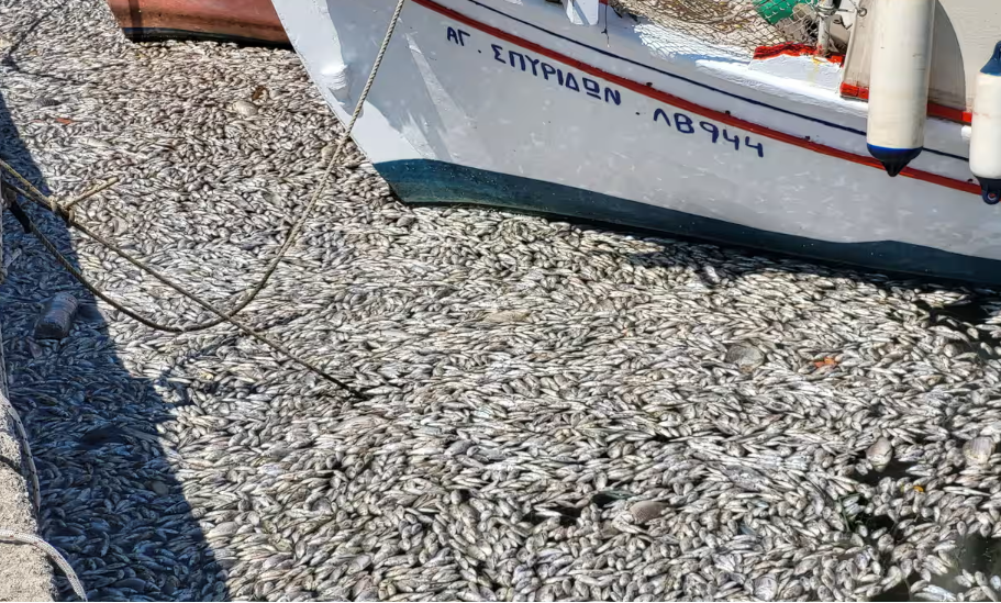Cá chết nổi trắng cảng du lịch Hy Lạp - ảnh 1