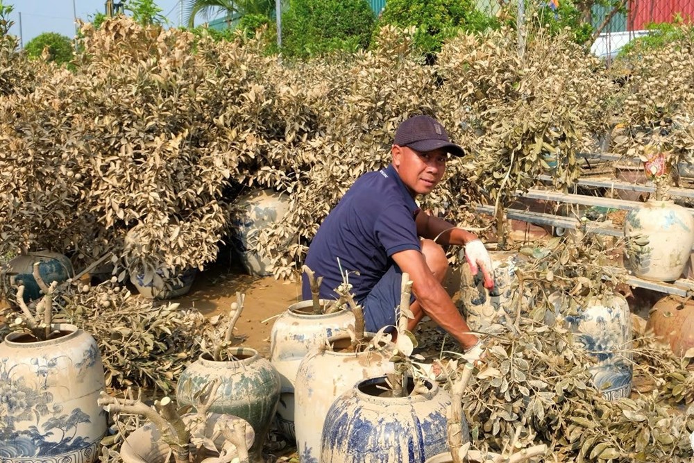 Nước mắt người trồng đào, quất tại Hà Nội - ảnh 1