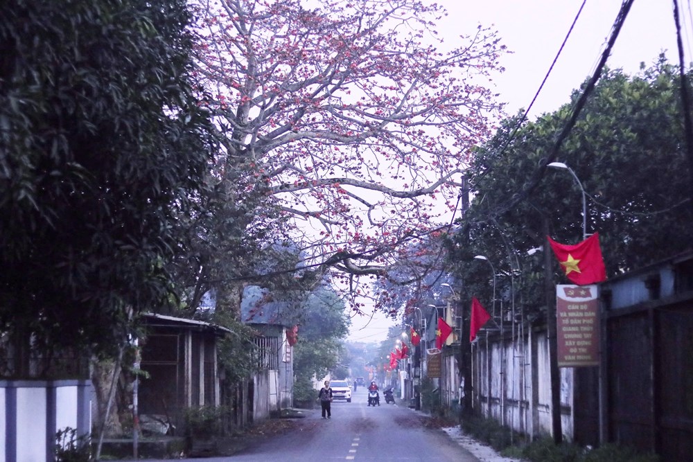 Cây gạo - chứng nhân và niềm tự hào - ảnh 1