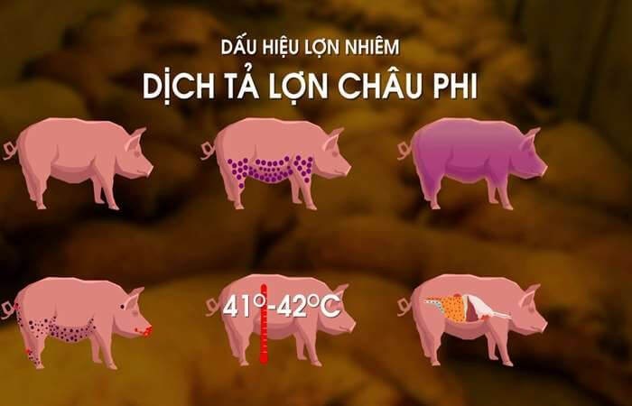 8 cách phòng chống dịch tả lợn châu Phi hiệu quả - ảnh 1