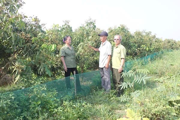 Cựu Thanh niên xung phong và khát vọng xanh trên mảnh đất quê hương - ảnh 1