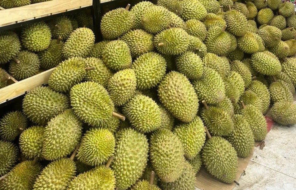 Giá sầu riêng “chạm đáy” ở miền Bắc - ảnh 1