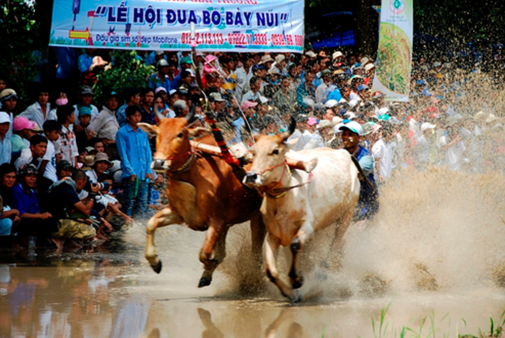  Hội Đua bò Bảy Núi lần thứ 30 - ảnh 1