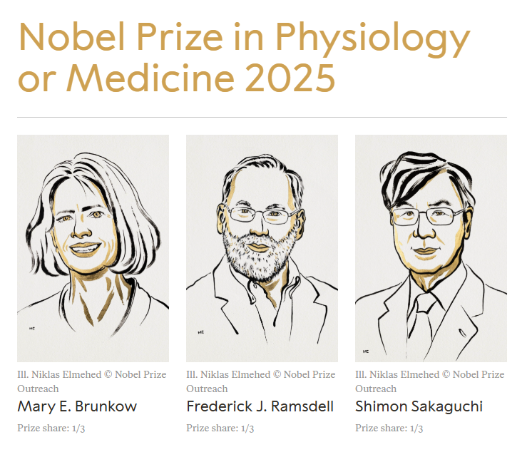Giải Nobel Y sinh 2025 vinh danh 3 nhà khoa học về hệ miễn dịch tự kiểm soát - ảnh 1