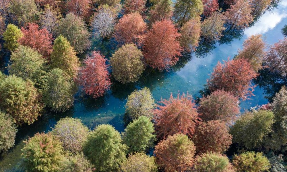 Việc tái trồng rừng ở Trung Quốc mở rộng môi trường sống cho 73,6% các loài chim - ảnh 1