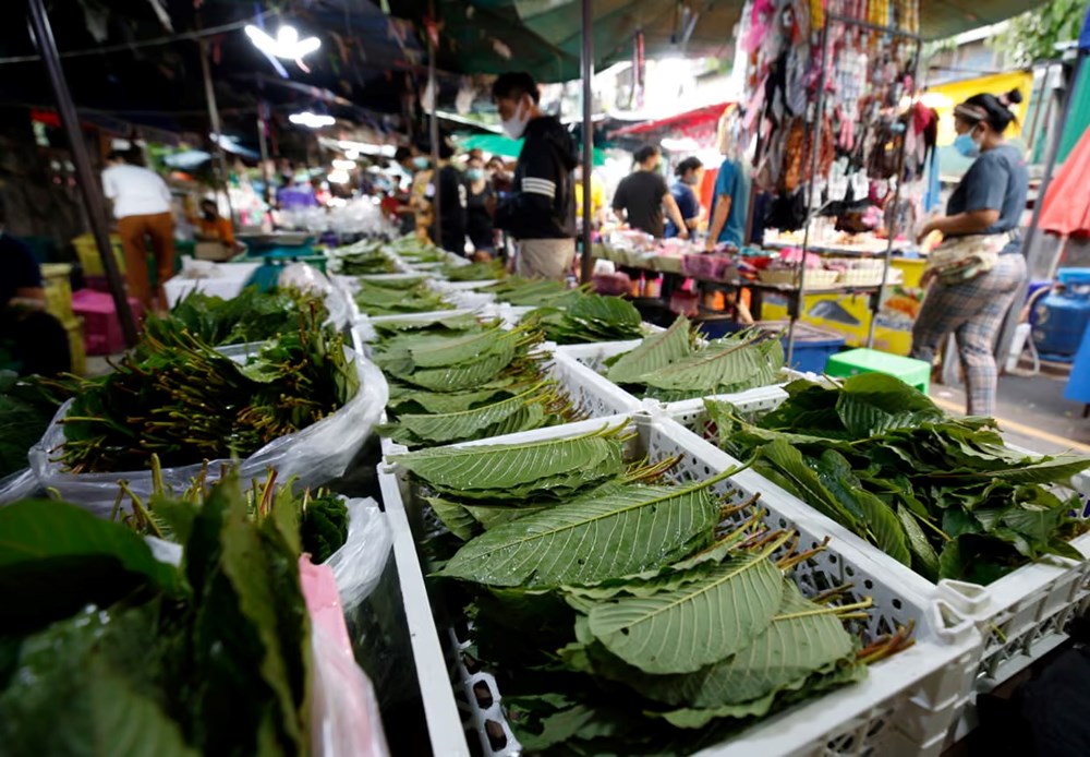 WHO nghiên cứu lợi ích của y học cổ truyền - ảnh 2