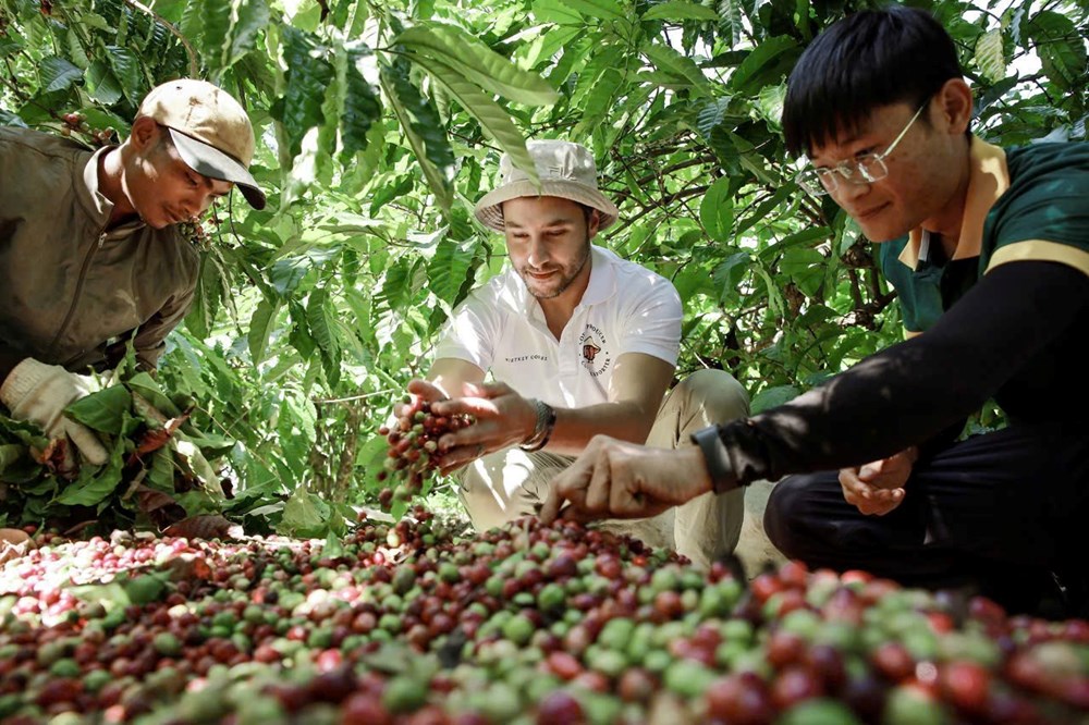 Đắk Lắk: Du khách say mê hành trình “từ vườn đến ly” cà phê - ảnh 1
