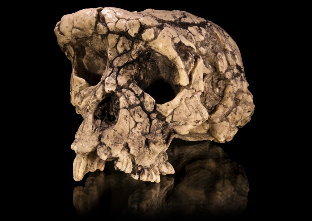 Loài vượn 7 triệu năm tuổi có thể là tổ tiên sớm nhất của loài người - ảnh 1