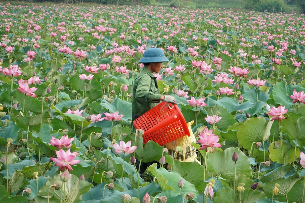 Bảo tồn di sản gắn với phát triển sinh kế cộng đồng - ảnh 2