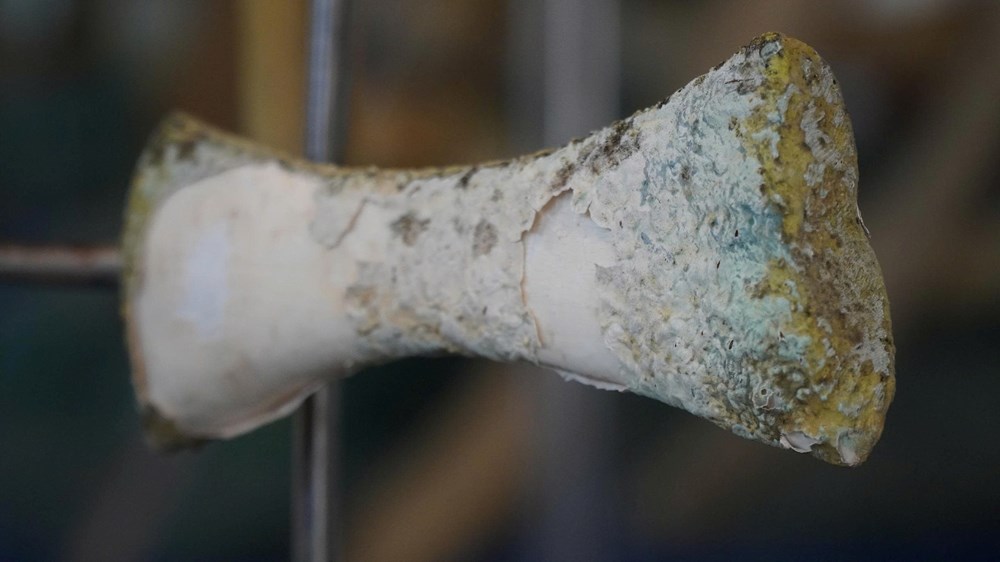 Hai bộ xương cá ông tại Lăng Tân bị hư hỏng nghiêm trọng - ảnh 2