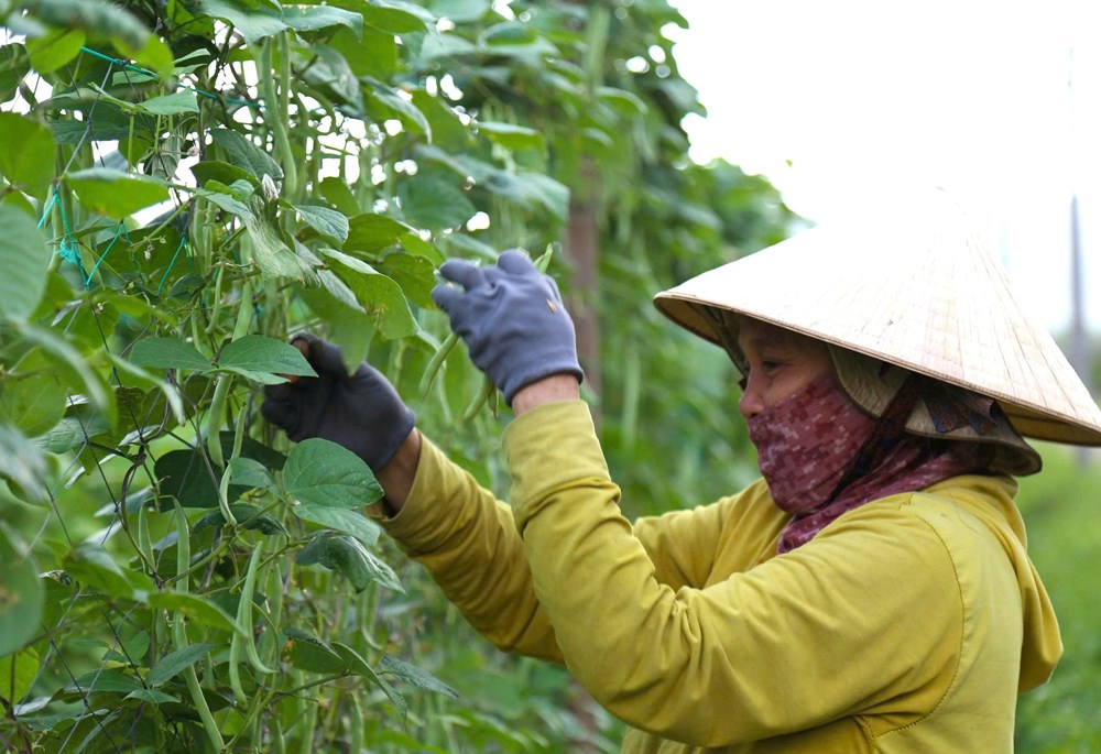 Làng rau, vựa hoa nơi “rốn lũ” tất bật vào vụ Tết - ảnh 2